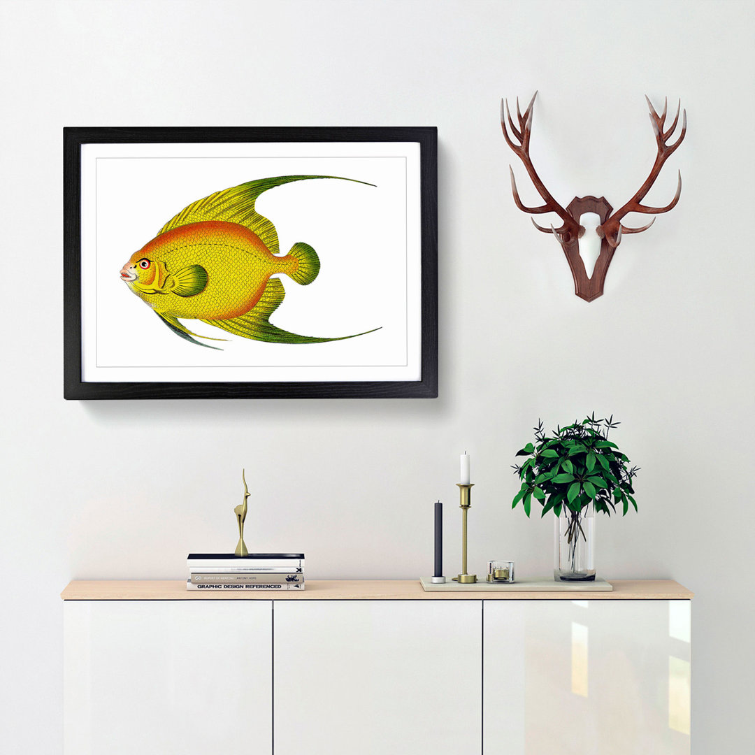 Golden Butterflyfish by George Shaw - Framed Print