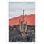 Sunsets And Saguaros by Nathan Larson-79406487-79406483