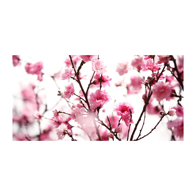 Plum Blossom - Wrapped Canvas Print