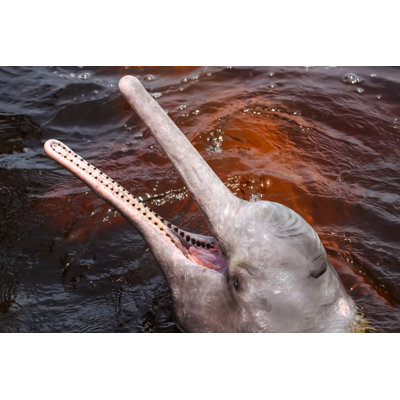 Flussdelfin Im Rio Negro by Uwe-Bergwitz - Wrapped Canvas Print