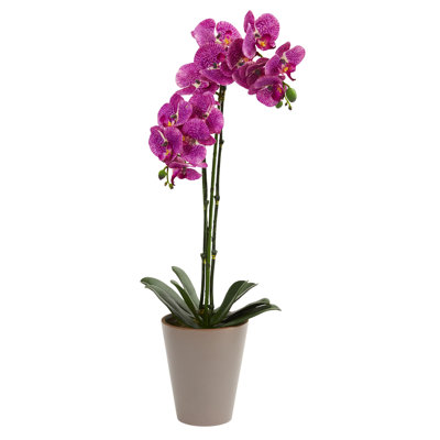 Arrangement floral orchidées en pot