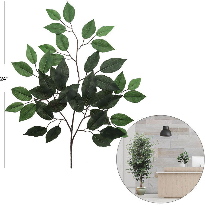 Ficus vaporisateur 24 po - paquet de 24