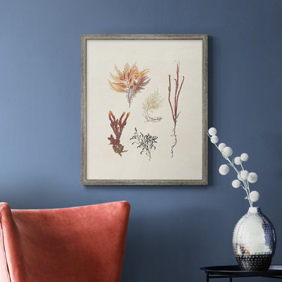 Knorr Shells & Coral VII Premium Framed Canvas - Ready to Hang