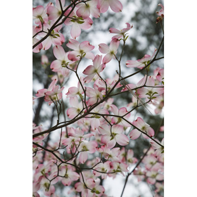 Pink Dogwood