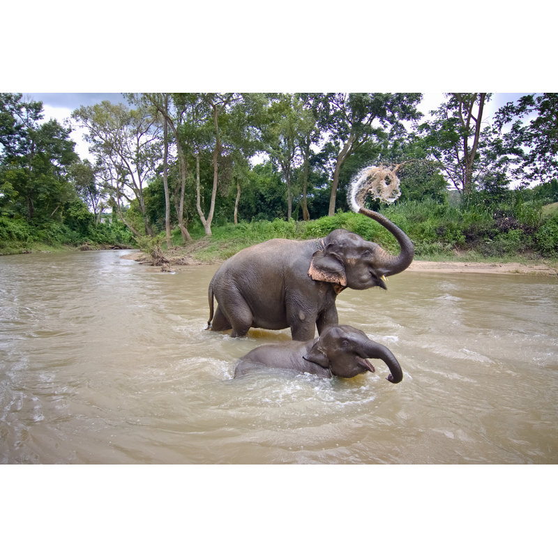 Thailande, éléphants - Photographie sur toile tendue, H 8 po x l 12 po