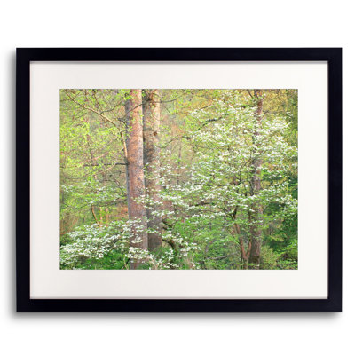 Tennessee Spring Forest Print by Bruce Heinemann