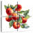 Yarlin Red Apples-109114261