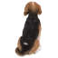 Statue Beagle