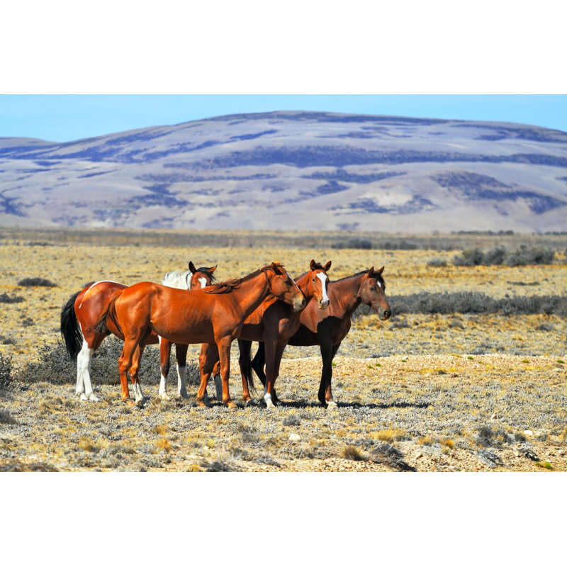 «The Herd Of Mustangs» par - Photographie sur toile tendue, L 12 po x H 8 po