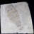 Fossil Eurypterid Plate. Lang's Quarry, Herkimer County, New York