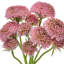 Ensemble de 14 po Scabiosa-1510372592