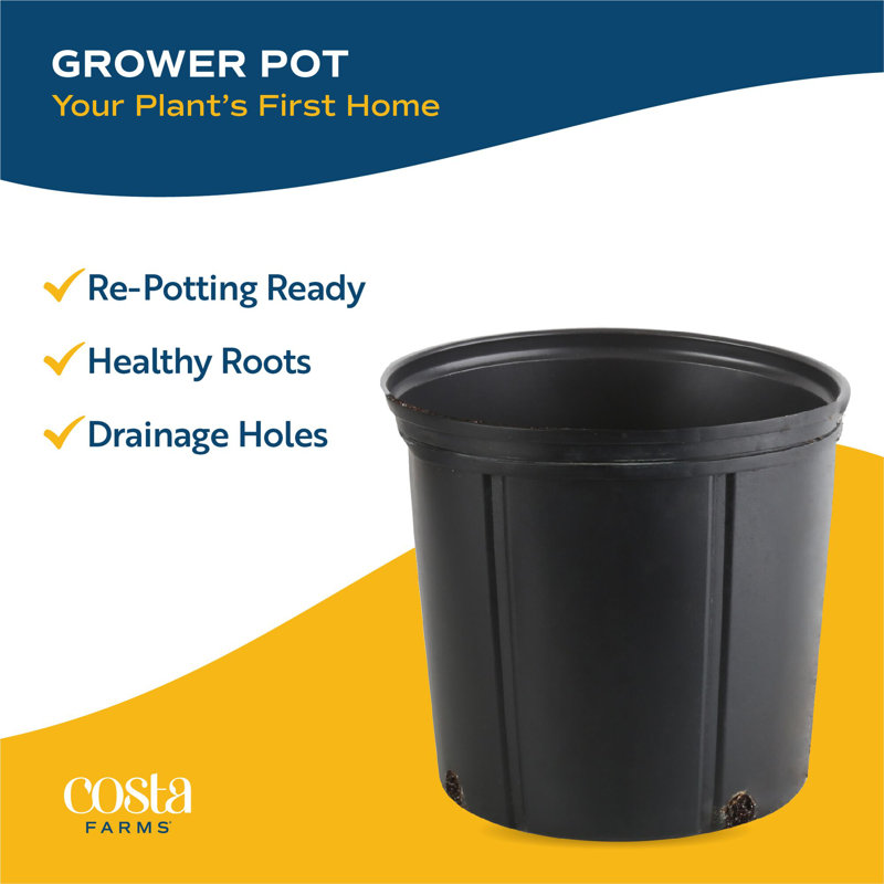 Selloum in Nursery Pot