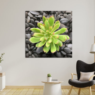 " Echeveria Spruce Oliver II "