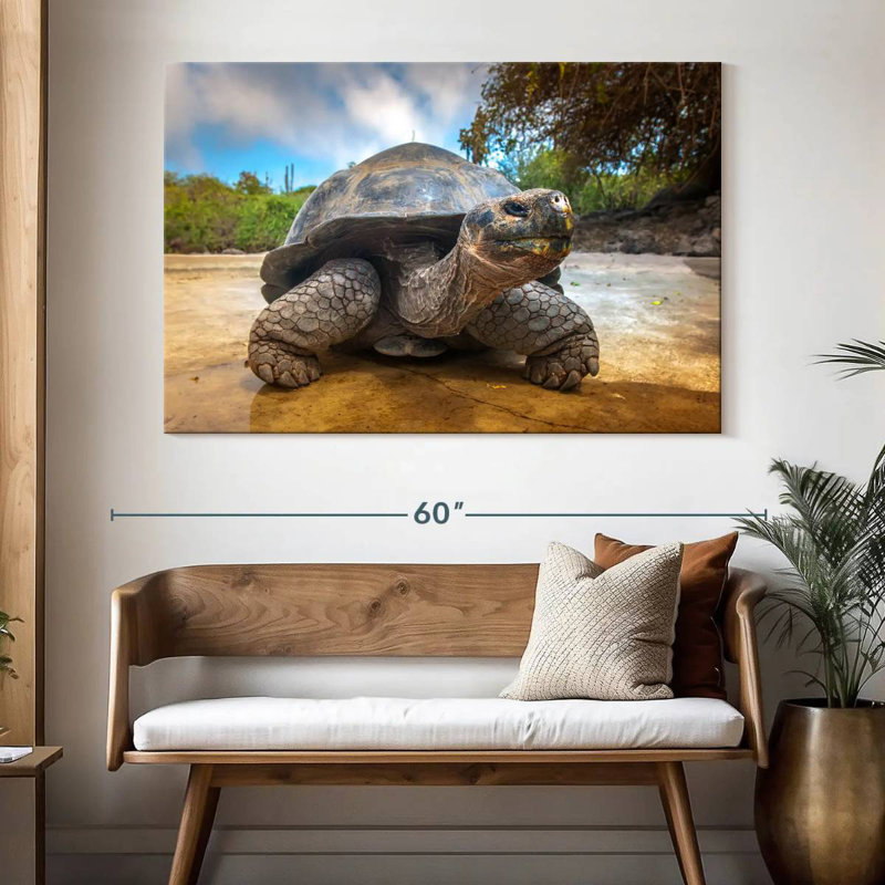 Tortue des Galapagos, H 34 po x l 51 po