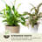 Envelor Potting Soil-70796764