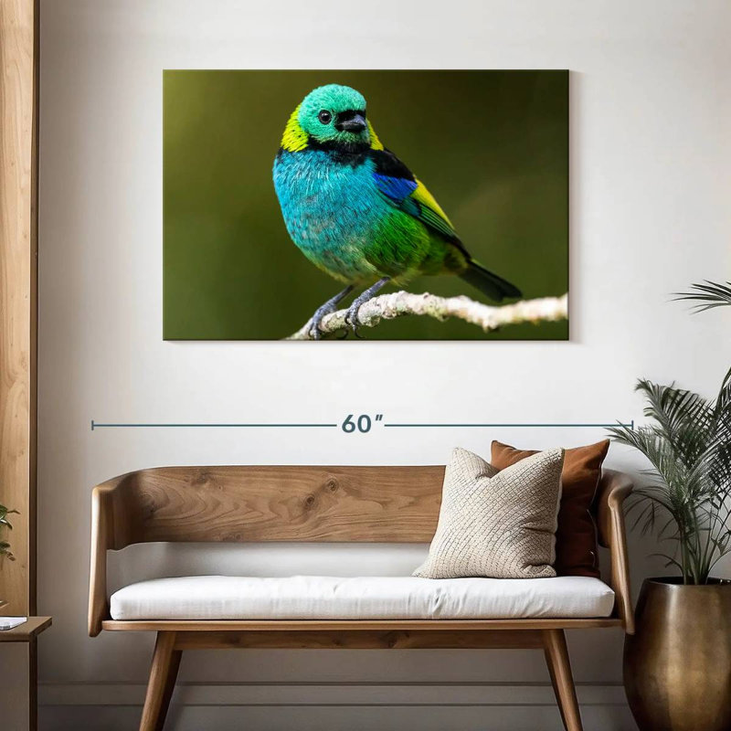 Brampt Green Headed Tanager, 30" H x 45" W