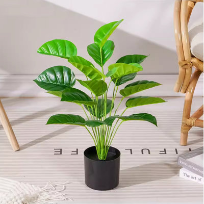 19,69 plante
