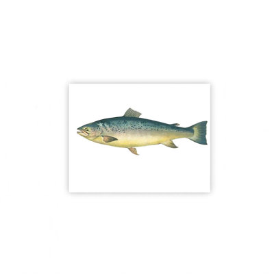Wildlife Fish Unframed Canvas Wall Art  24" X 18"