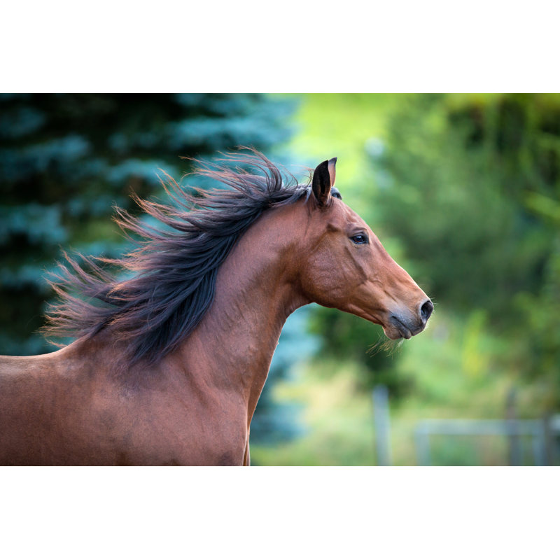 Bay horse portrait on green background 1 Piece Wrapped Canvas Wall Art, 61cm H x 91cm W