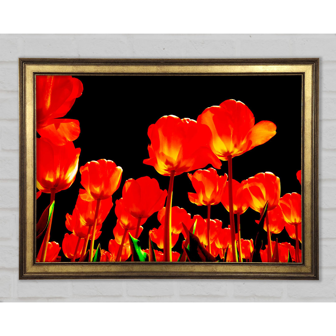 Orange Tulpen Schwarzer Himmel - Druck