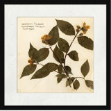 Pressed Botanical 1 Painting