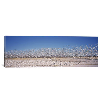 " Flock of Snow geese flying, Bosque del Apache National Wildlife Reserve, Socorro County, New Mexico, USA " Color Photography