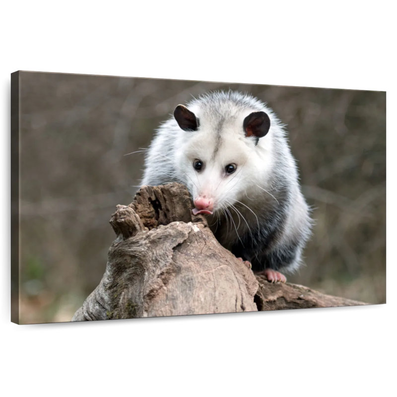 Bramble opossum, H 8 po x l 12 po