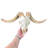 Kharlie Real Angora Ram Skull