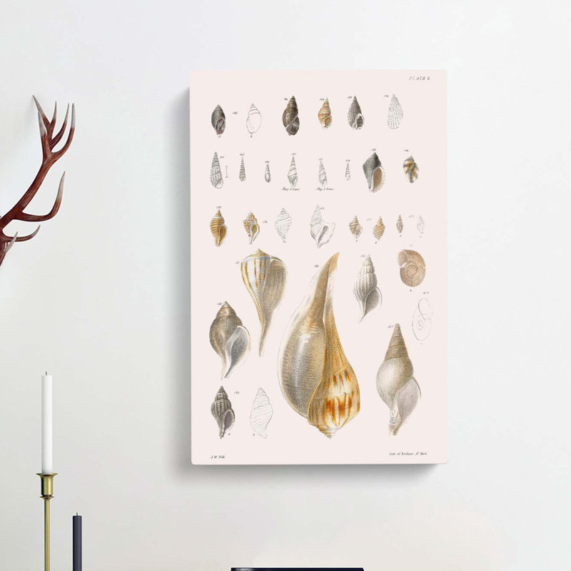Types Of Seashells PL. 8 by J.E. De Kay - Wrapped Canvas Painting, 50cm H x 35cm W x 3cm D