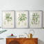 Antique Amande botanique II - reproduction sur mesure encadrée de qualité supérieure - 3 pièces-611940336-611940337