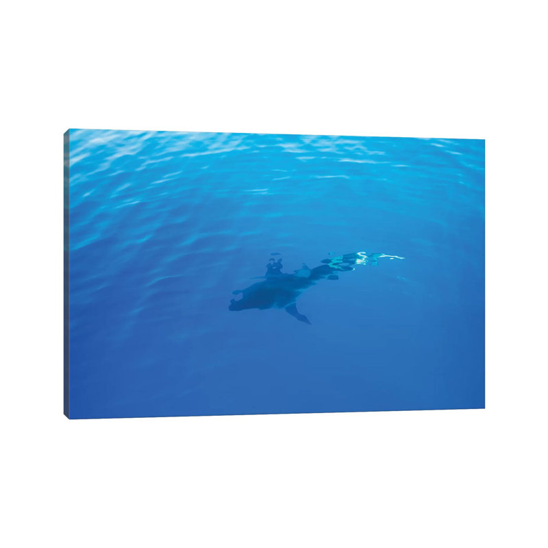 Hawaiian Shark IV by Bethany Young - Print on Canvas, 45.72cm H x 66.04cm W x 3.81cm D, Wrapped Canvas