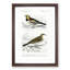 Bird Illustrations PL. 29 by Charles d Orbigny - Framed Print-55457218-55457219