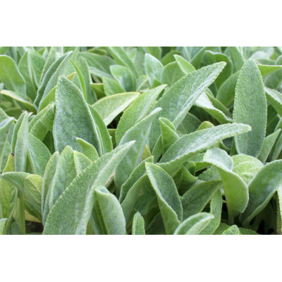 " Lamb's Ear Plant "