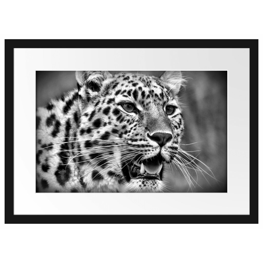 Gerahmtes Poster Ausgewachsener Leopard