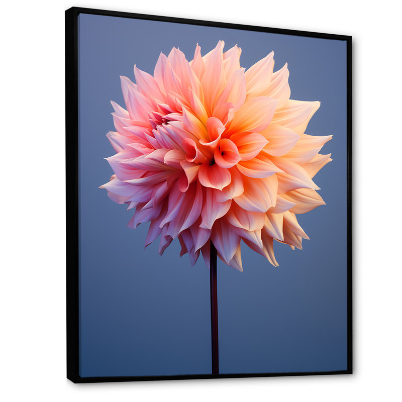 «Coral and Blue Dahlia Dance», reproduction sur toile, Cadre flottant noir, H 40 po x l 30 po x P 1,5 po