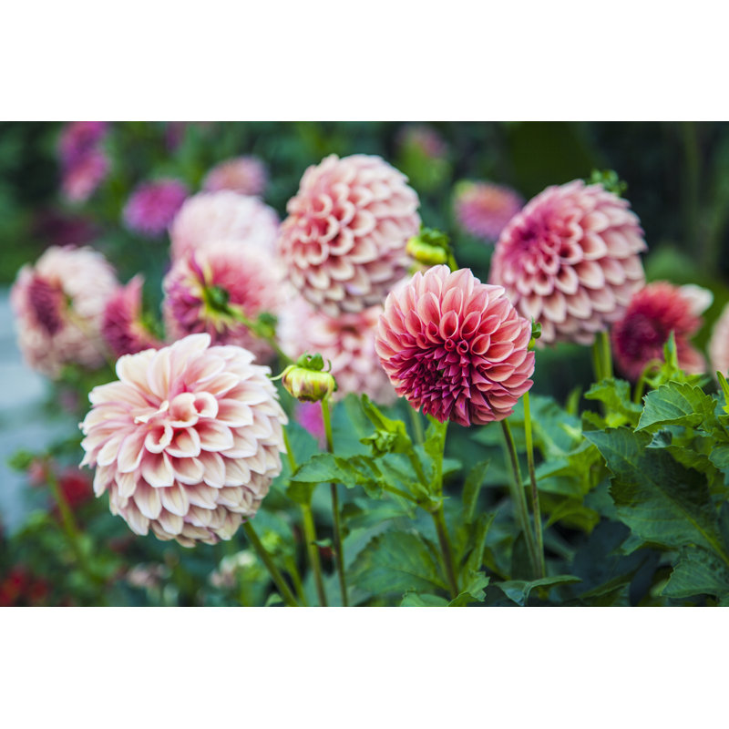 Pink Dahlias by Aleroy4 - Wrapped Canvas Print, 61cm H x 91cm W