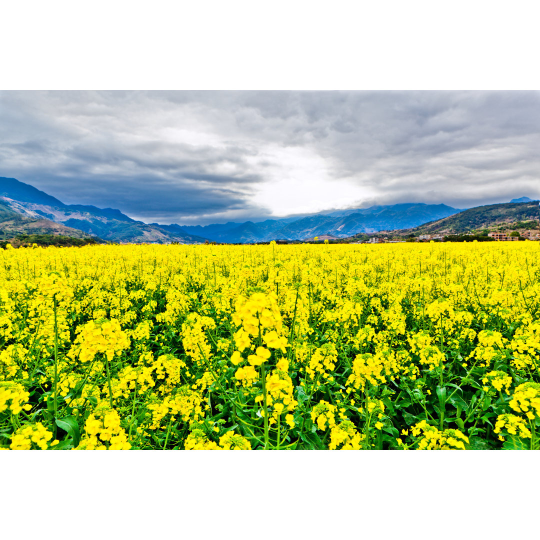 Canola Flowers Under Blue Sky von Fzant - Kunstdrucke