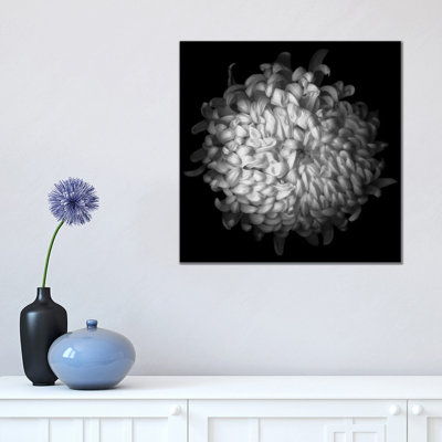 Yellow Chrysanthemum I, B&W by Magda Indigo - Wrapped Canvas Print