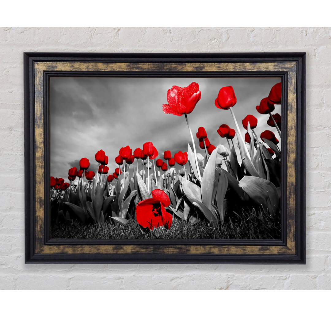 Roter Tulpenhimmel B N W - Druck