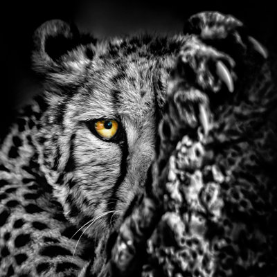 " Close-up Of Cheetah "