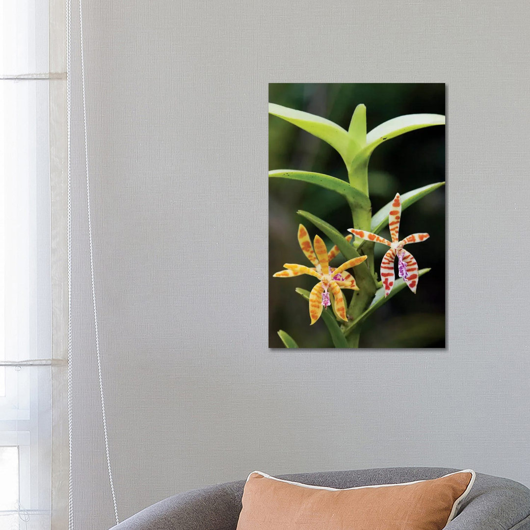 Orchid Flowers, Malaysia
