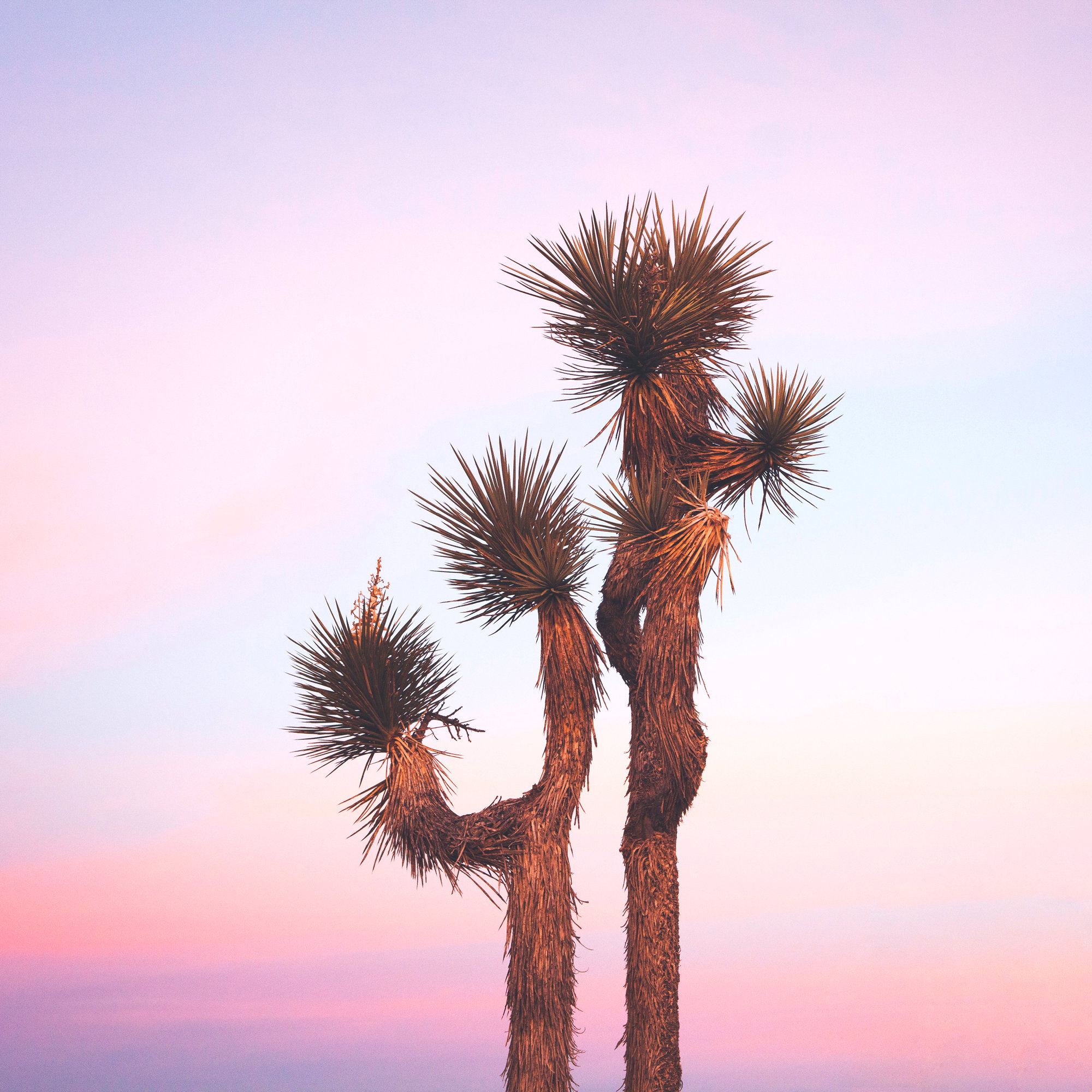 Desert Skies by Catherine McDonald, White Single Picture Framed, 12" H x 12" W x 0.75" D, Yes