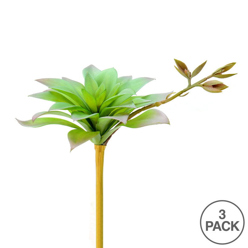 Tige d’agave, Vert