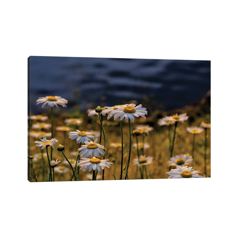 Daisy Day by David Gardiner - Gallery-Wrapped Canvas Giclée on Canvas, Wrapped Canvas, 66.04 cm H x 45.72 cm W x 3.175 cm D