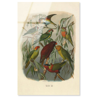 Estampe acrylique d'oiseaux tropicaux, style animalier vintage, par Art Remedy, prête à accrocher, 10 x 15