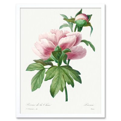 Vintage Pink Peony Bloom Illustration Flowers - Single Picture Frame Print