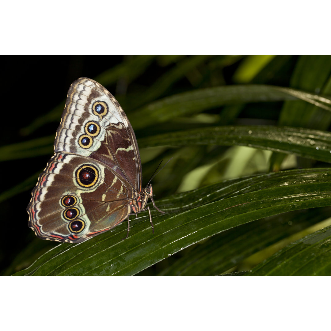 Schmetterling auf dem Blatt von JaysonPhotography - Foto ohne Rahmen auf Leinwand