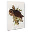 Sooty Owl by Elizabeth Gould - Wrapped Canvas-55318209