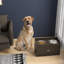 Café pour chien