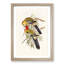 Splendid Parakeets by Elizabeth Gould - Picture Frame Painting Print-55619852-55619851